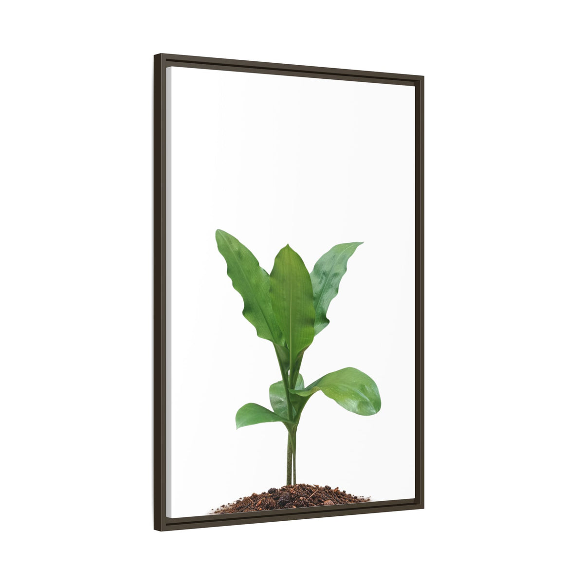 Blood Lily Plant Paintbrush Lily Plant Framed Canvas Wall Art