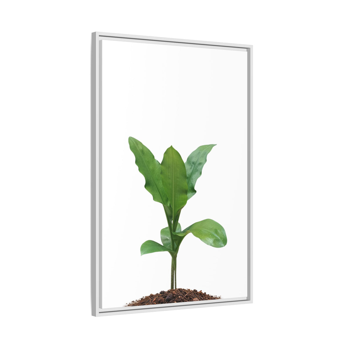 Blood Lily Plant Paintbrush Lily Plant Framed Canvas Wall Art