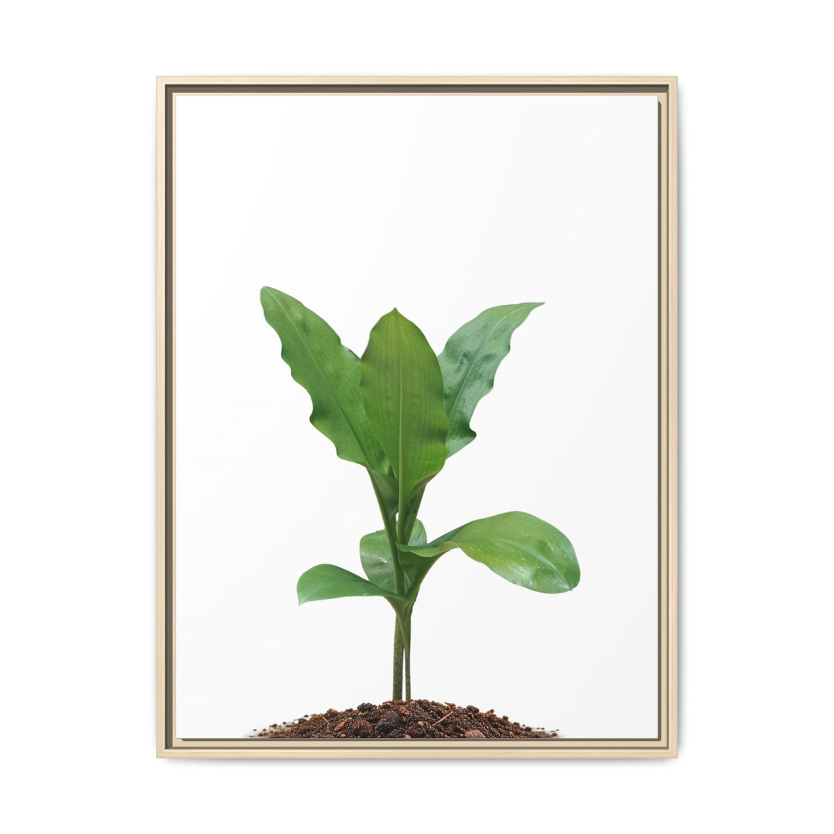 Blood Lily Plant Paintbrush Lily Plant Framed Canvas Wall Art