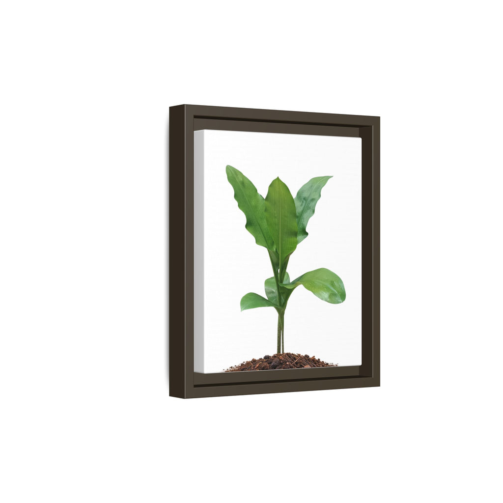 Blood Lily Plant Paintbrush Lily Plant Framed Canvas Wall Art