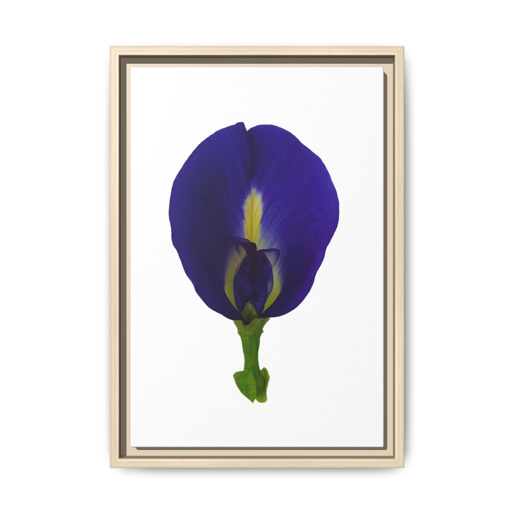 Original Butterfly Pea Flower Framed Canvas Wall Art