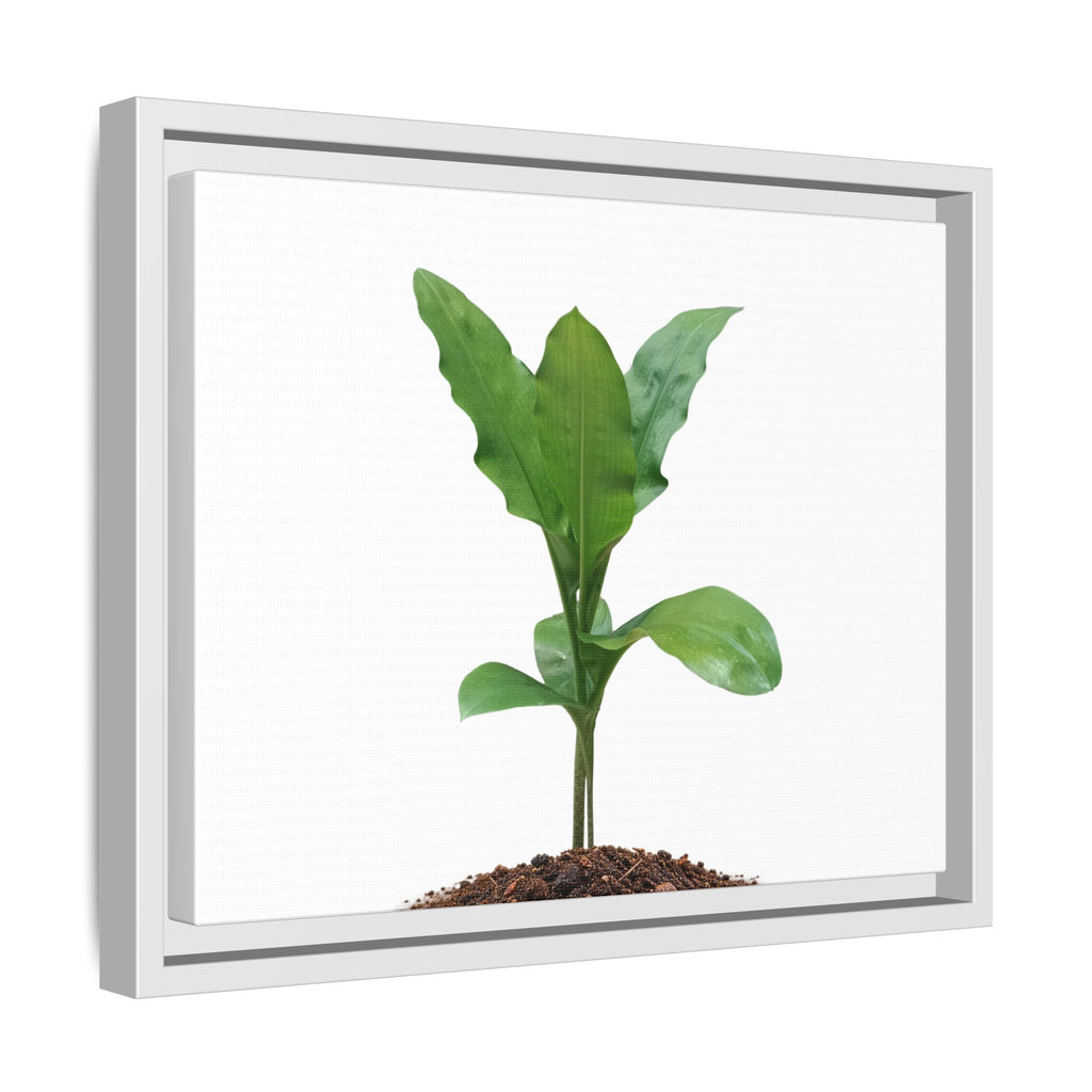 Blood Lily Plant Paintbrush Lily Plant Framed Canvas Wall Art
