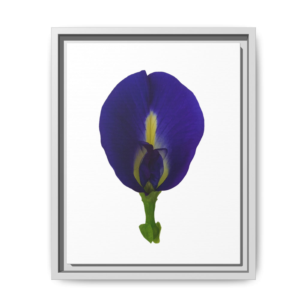 Original Butterfly Pea Flower Framed Canvas Wall Art