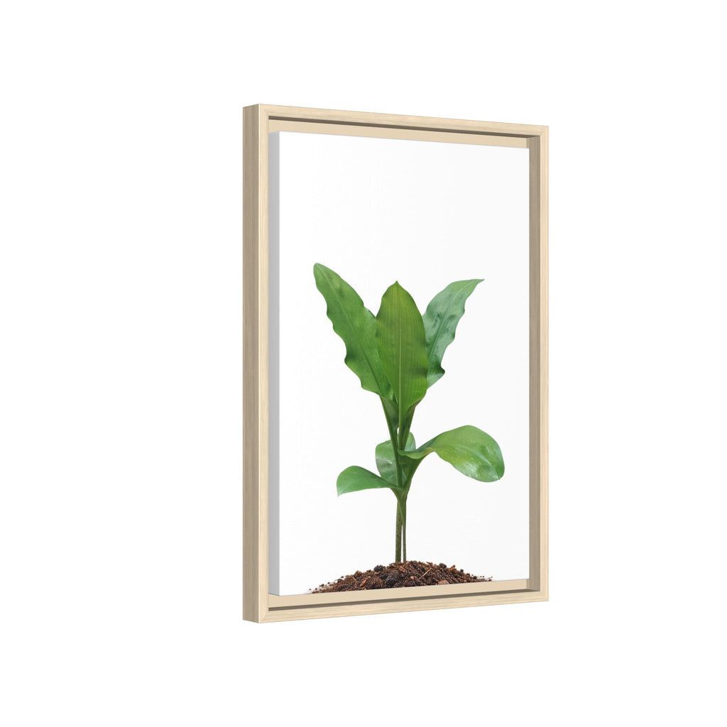 Blood Lily Plant Paintbrush Lily Plant Framed Canvas Wall Art