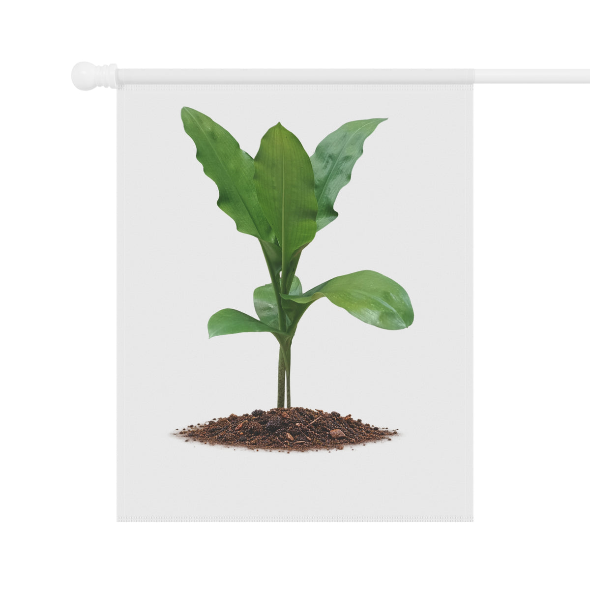 Blood Lily Plant Garden Banner | Original Botanical Photography