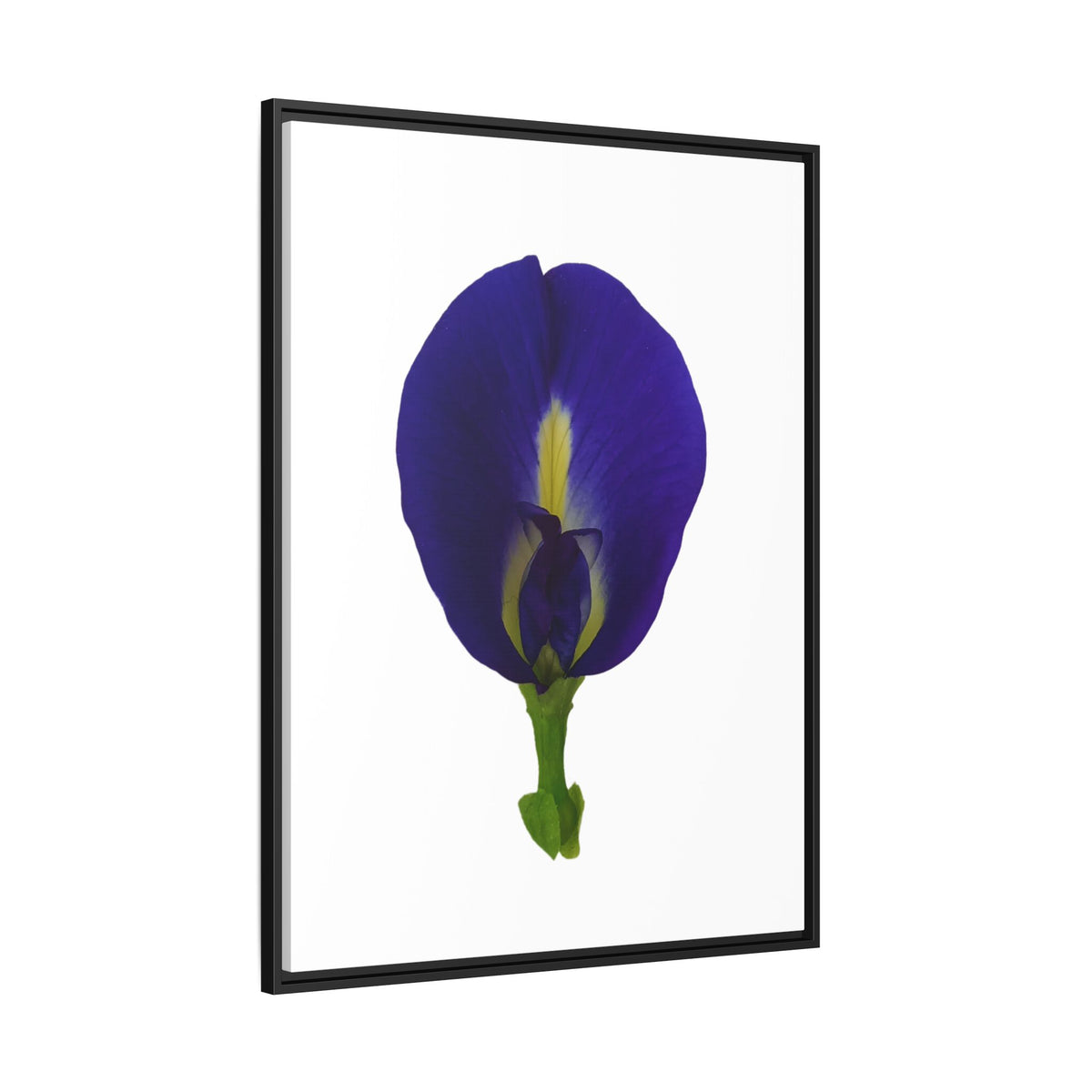 Original Butterfly Pea Flower Framed Canvas Wall Art