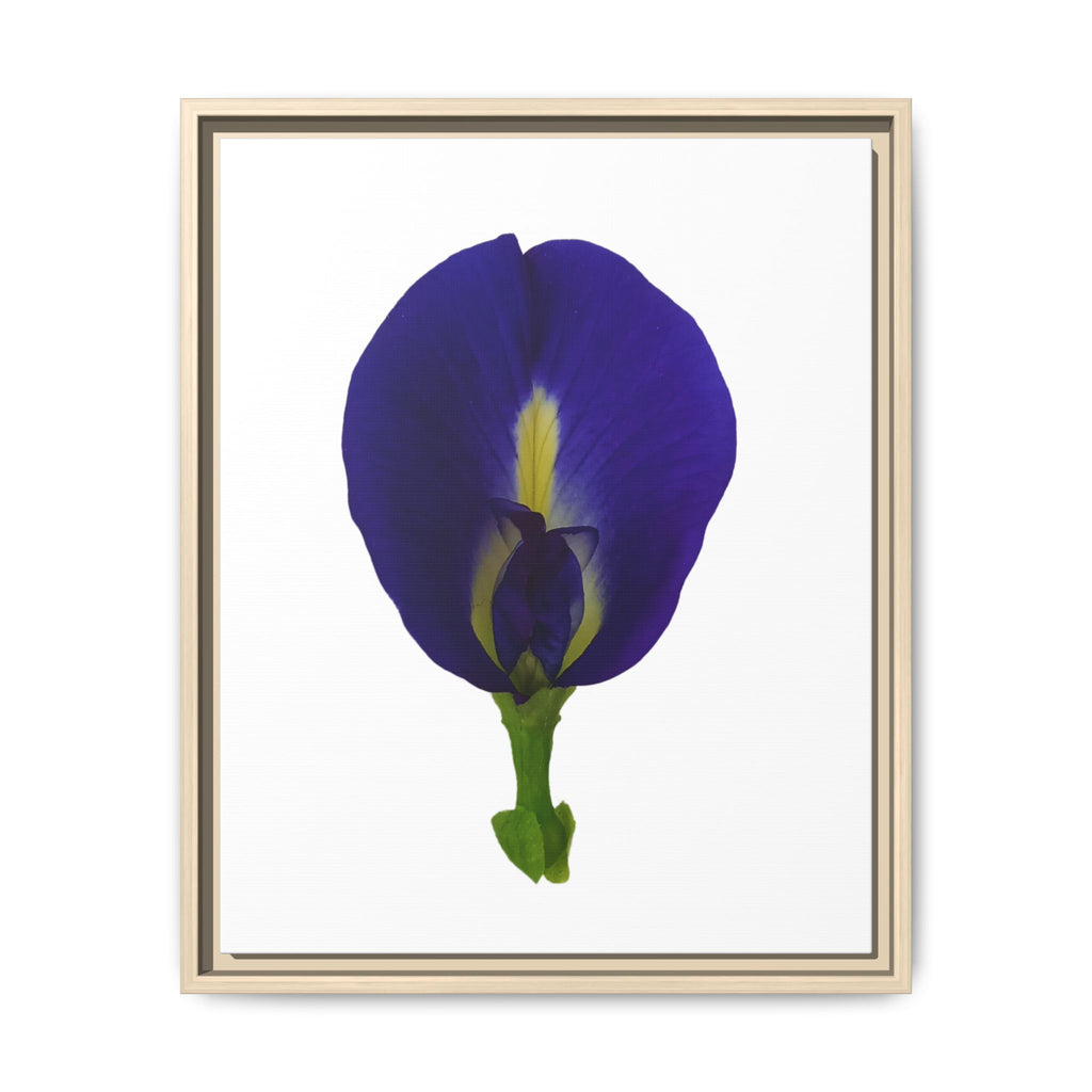 Original Butterfly Pea Flower Framed Canvas Wall Art