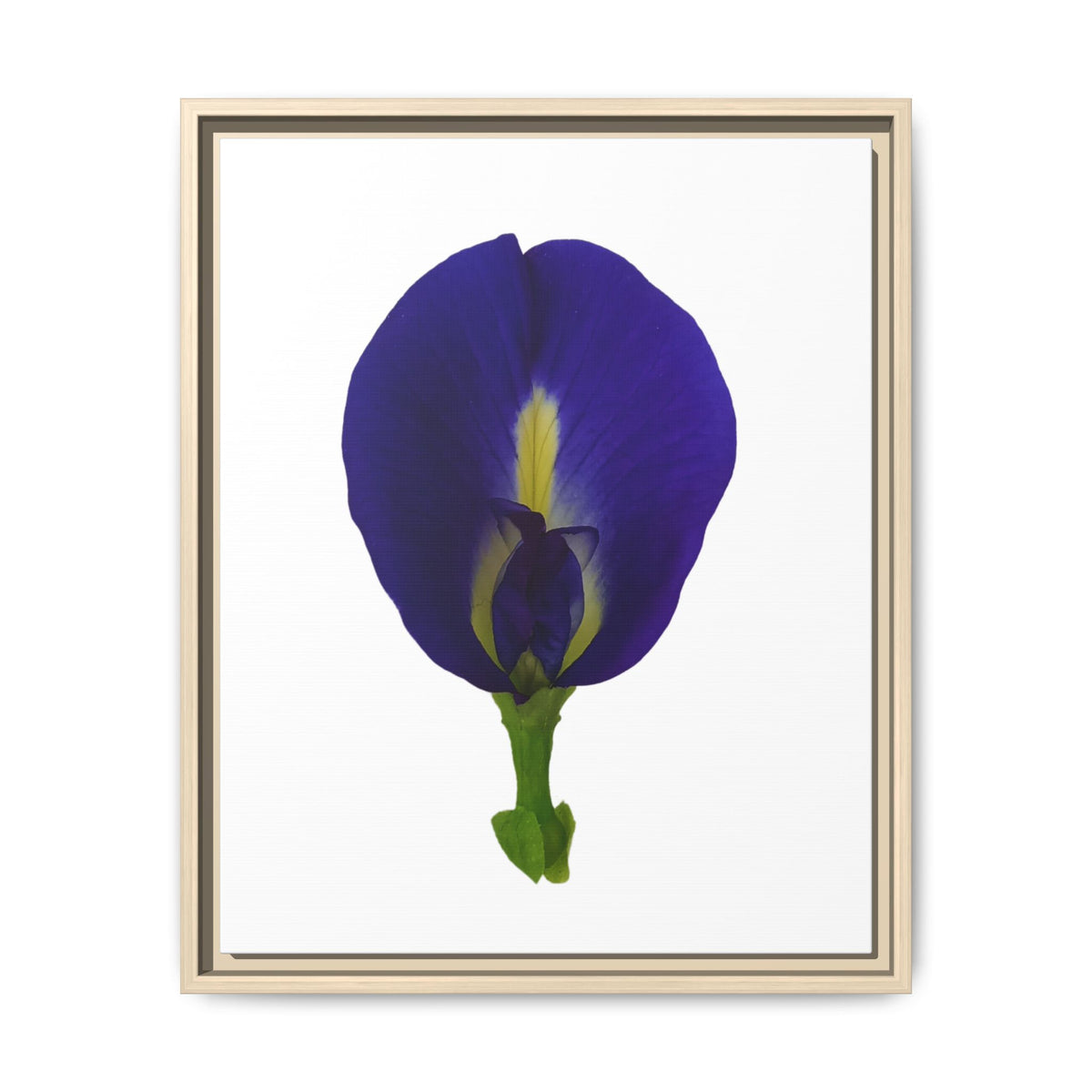 Original Butterfly Pea Flower Framed Canvas Wall Art