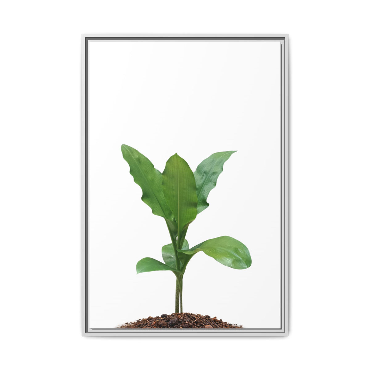 Blood Lily Plant Paintbrush Lily Plant Framed Canvas Wall Art