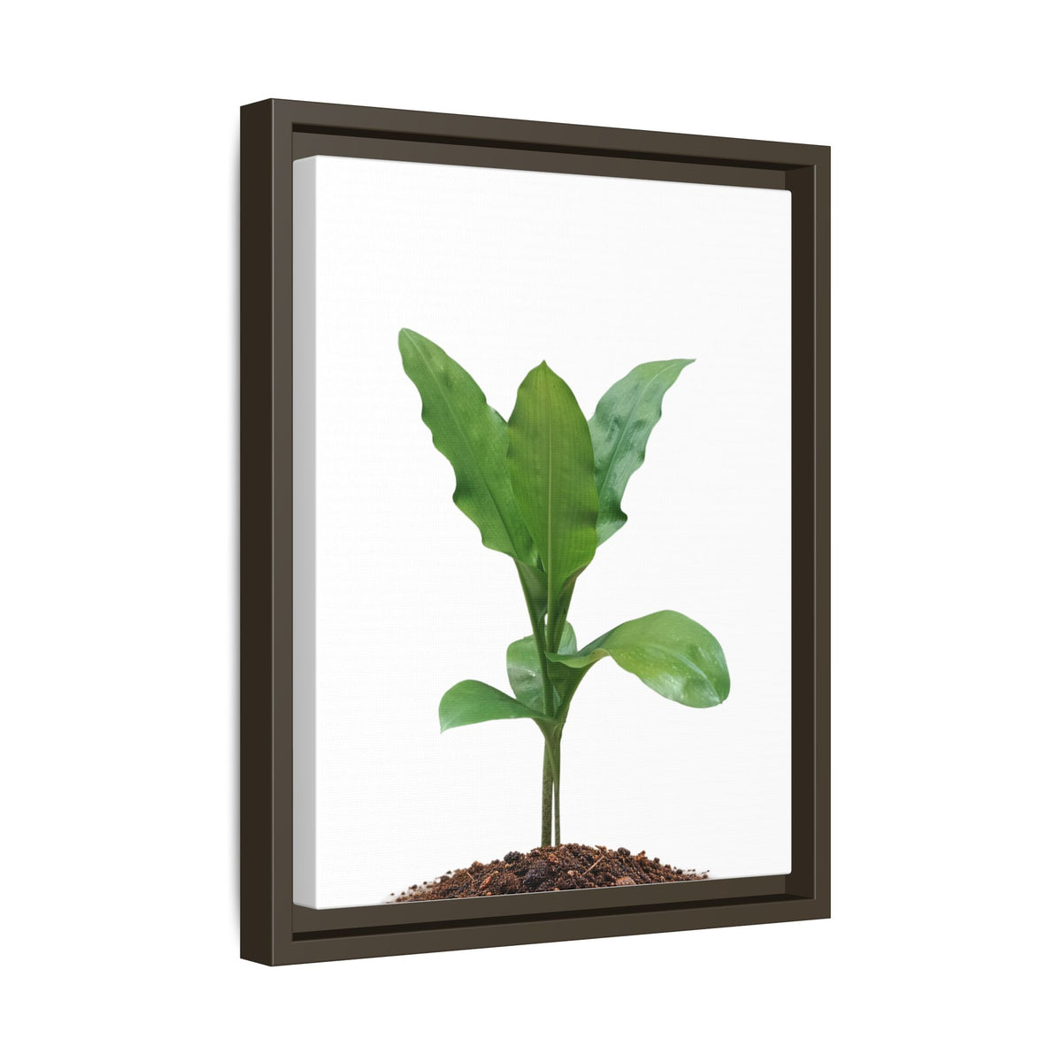 Blood Lily Plant Paintbrush Lily Plant Framed Canvas Wall Art