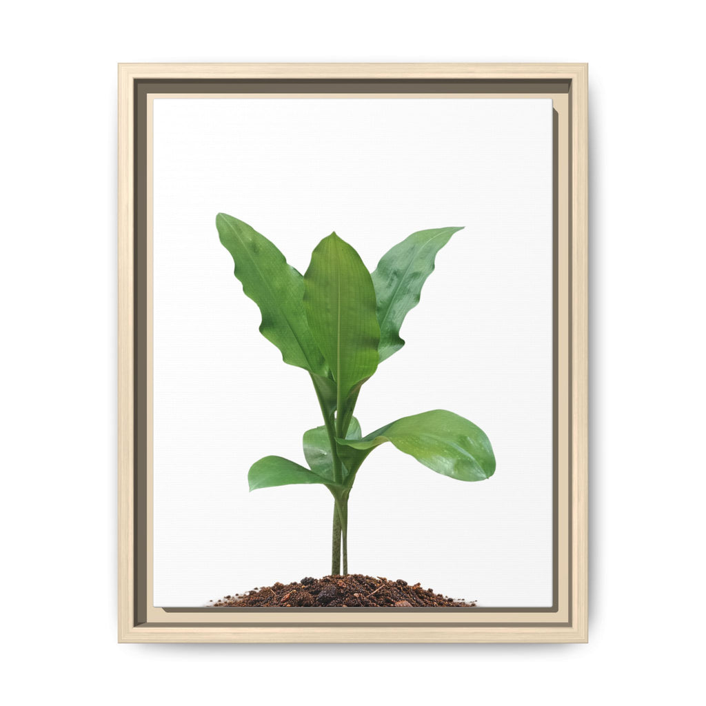 Blood Lily Plant Paintbrush Lily Plant Framed Canvas Wall Art