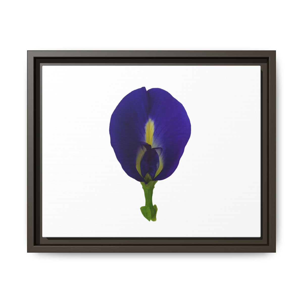 Original Butterfly Pea Flower Framed Canvas Wall Art