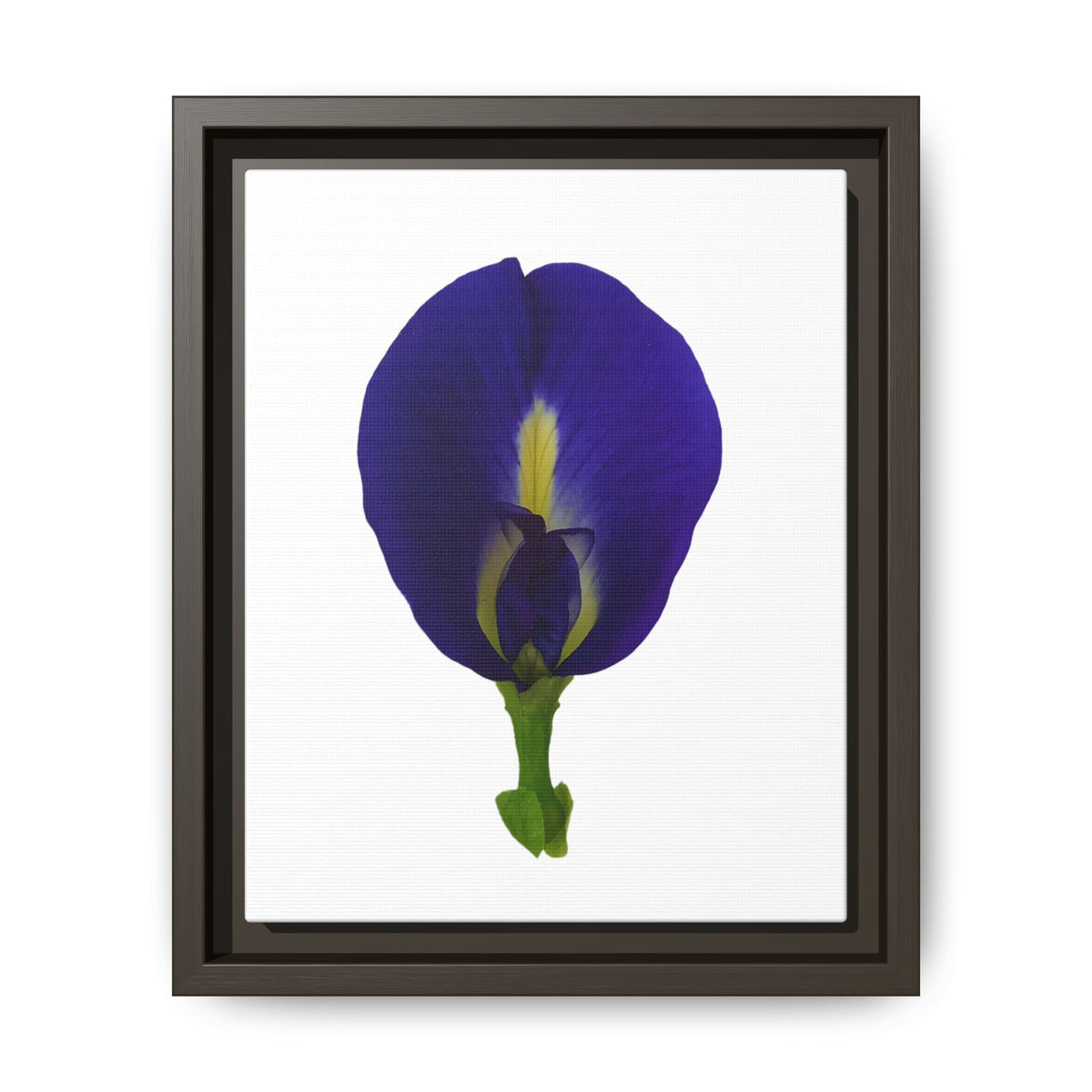 Original Butterfly Pea Flower Framed Canvas Wall Art