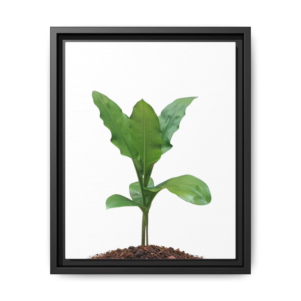 Blood Lily Plant Paintbrush Lily Plant Framed Canvas Wall Art