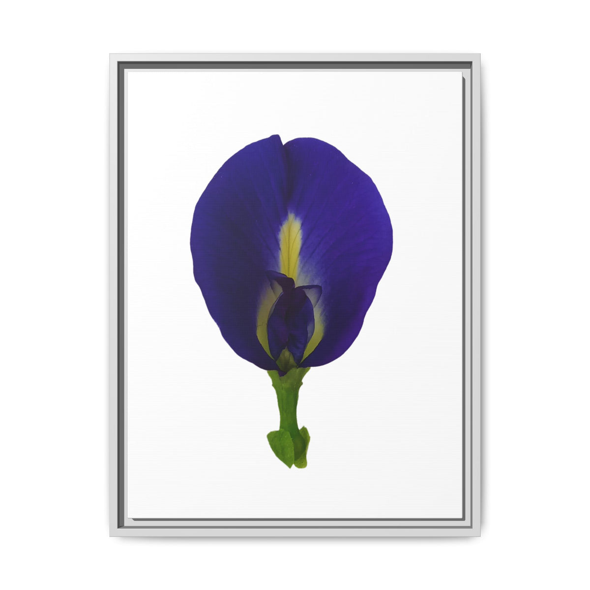 Original Butterfly Pea Flower Framed Canvas Wall Art