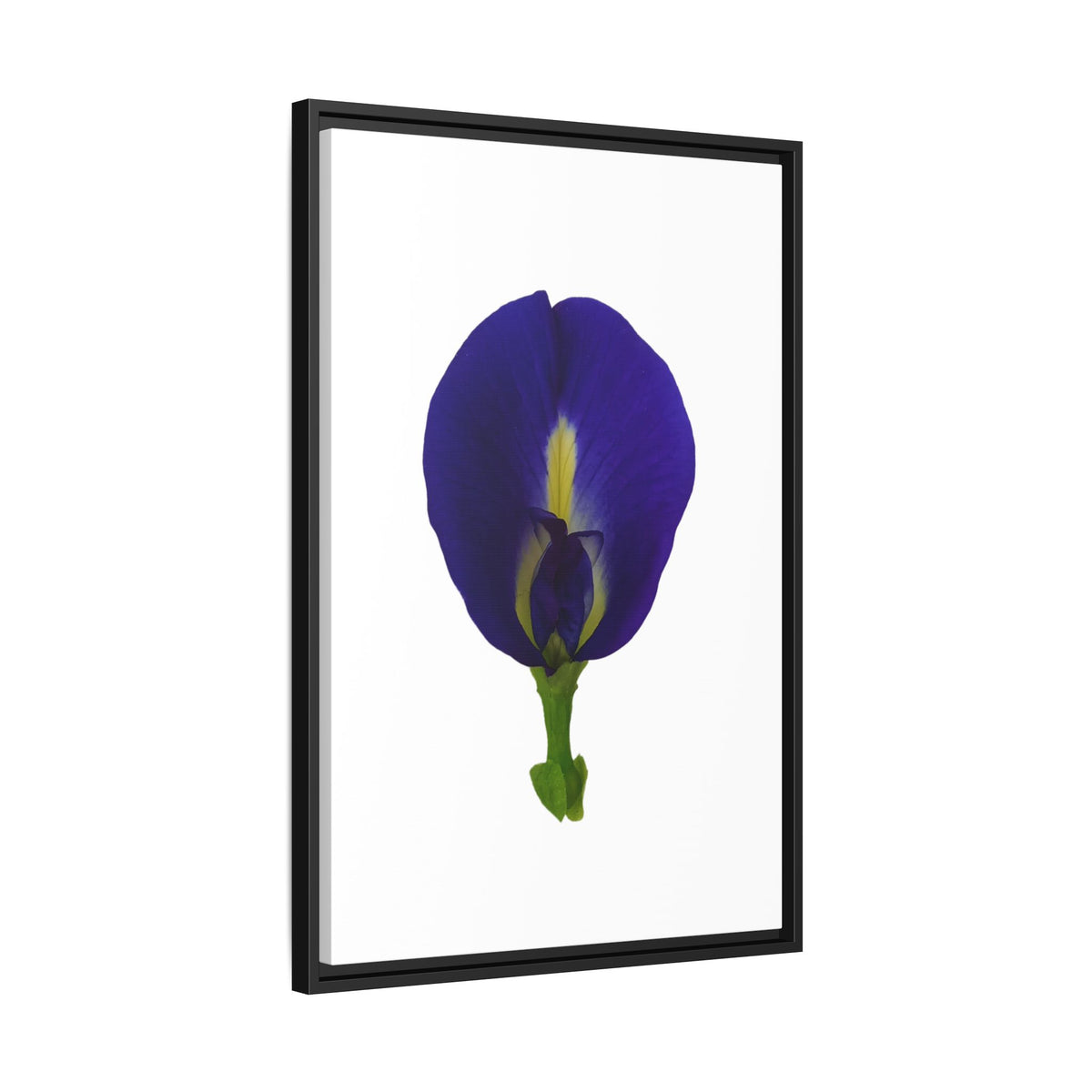 Original Butterfly Pea Flower Framed Canvas Wall Art