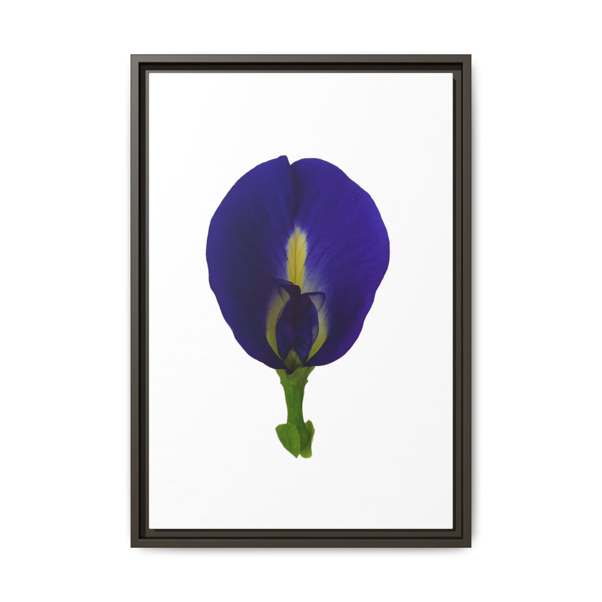 Original Butterfly Pea Flower Framed Canvas Wall Art