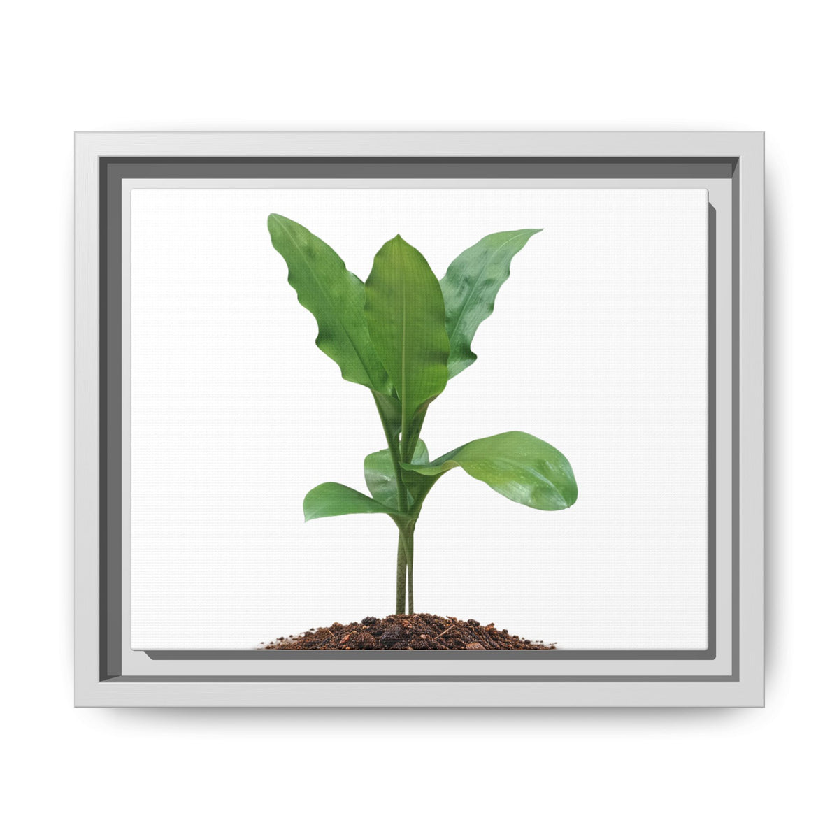 Blood Lily Plant Paintbrush Lily Plant Framed Canvas Wall Art