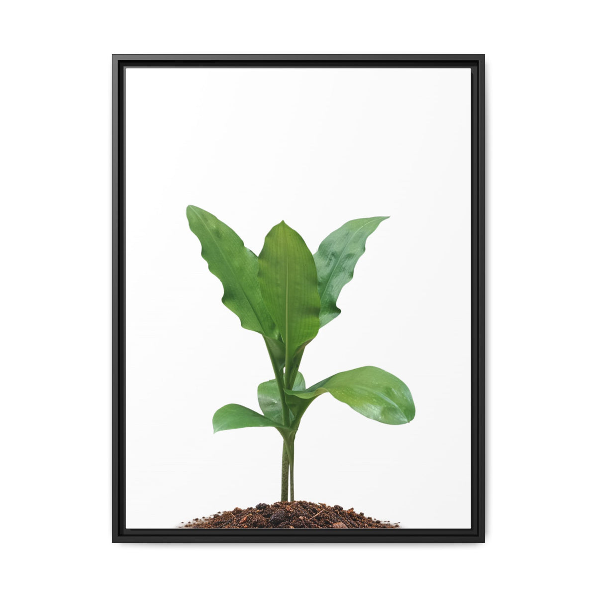 Blood Lily Plant Paintbrush Lily Plant Framed Canvas Wall Art