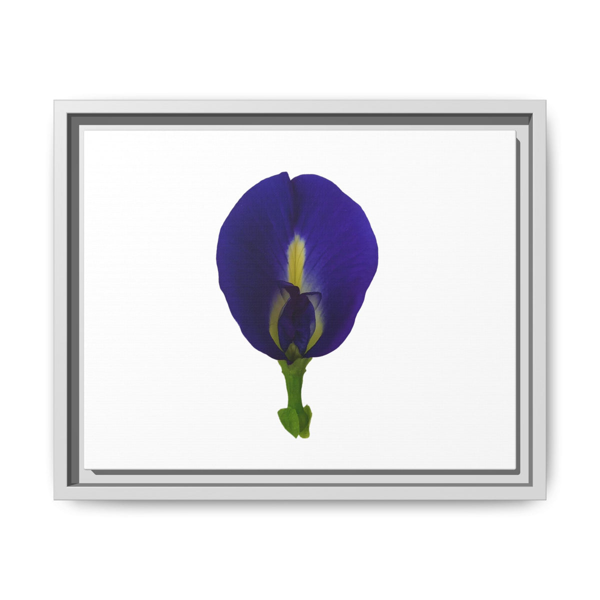 Original Butterfly Pea Flower Framed Canvas Wall Art