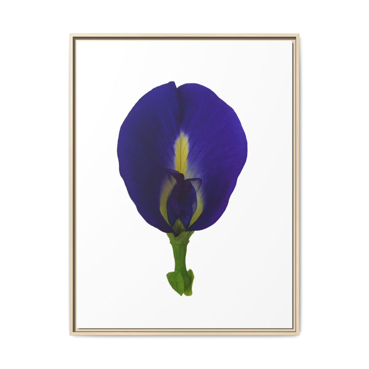 Original Butterfly Pea Flower Framed Canvas Wall Art