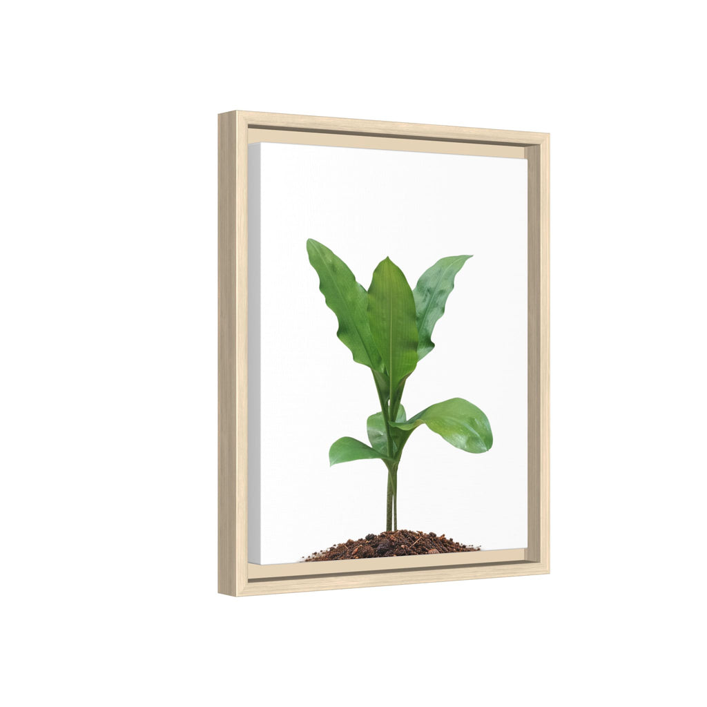 Blood Lily Plant Paintbrush Lily Plant Framed Canvas Wall Art