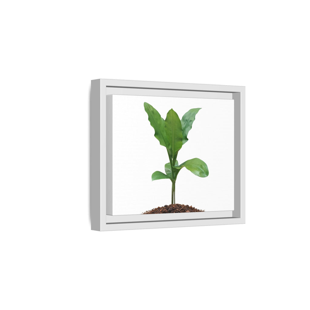 Blood Lily Plant Paintbrush Lily Plant Framed Canvas Wall Art