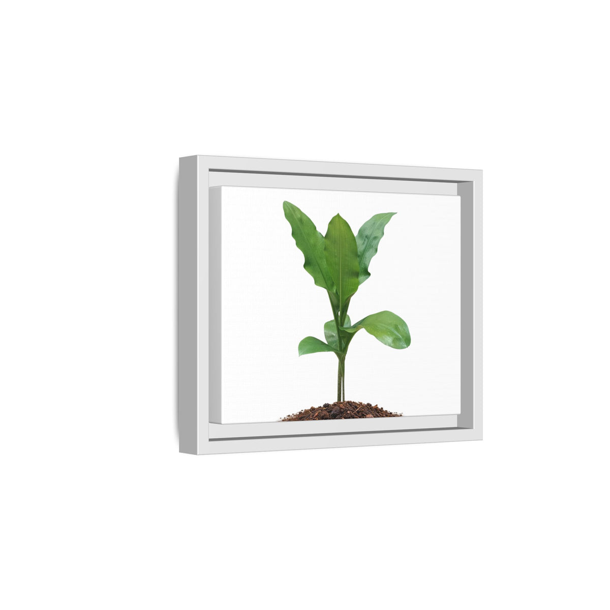 Blood Lily Plant Paintbrush Lily Plant Framed Canvas Wall Art