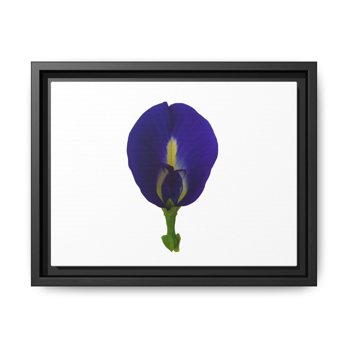 Original Butterfly Pea Flower Framed Canvas Wall Art