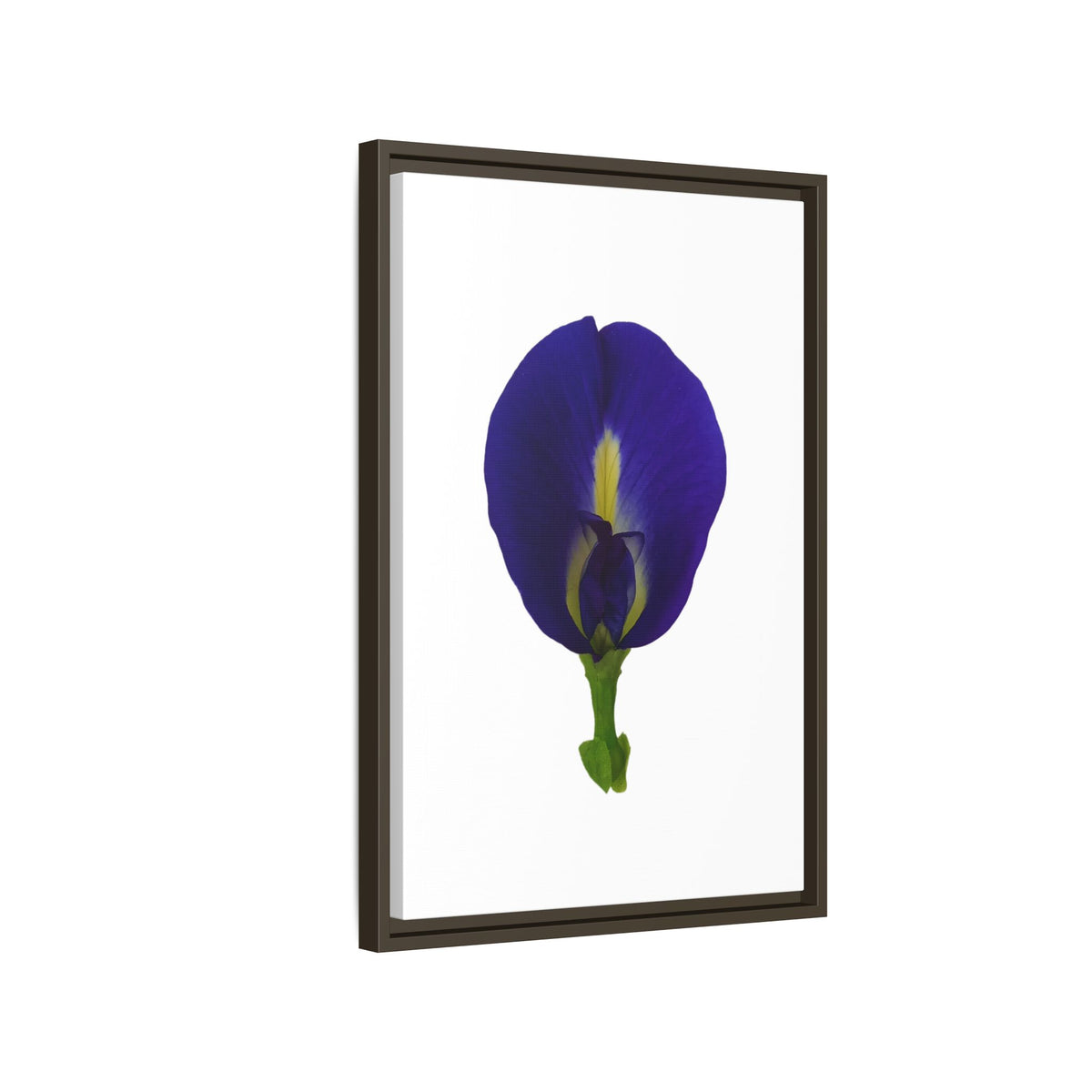 Original Butterfly Pea Flower Framed Canvas Wall Art