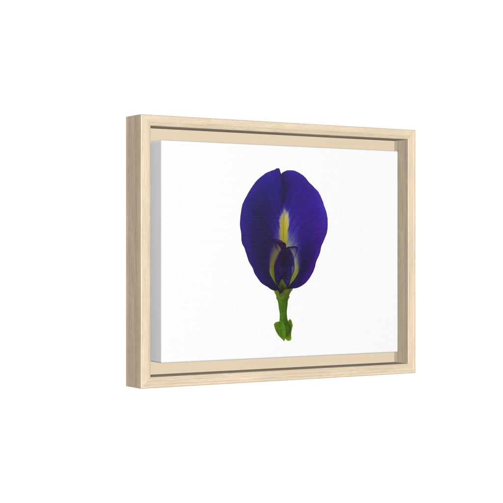 Original Butterfly Pea Flower Framed Canvas Wall Art