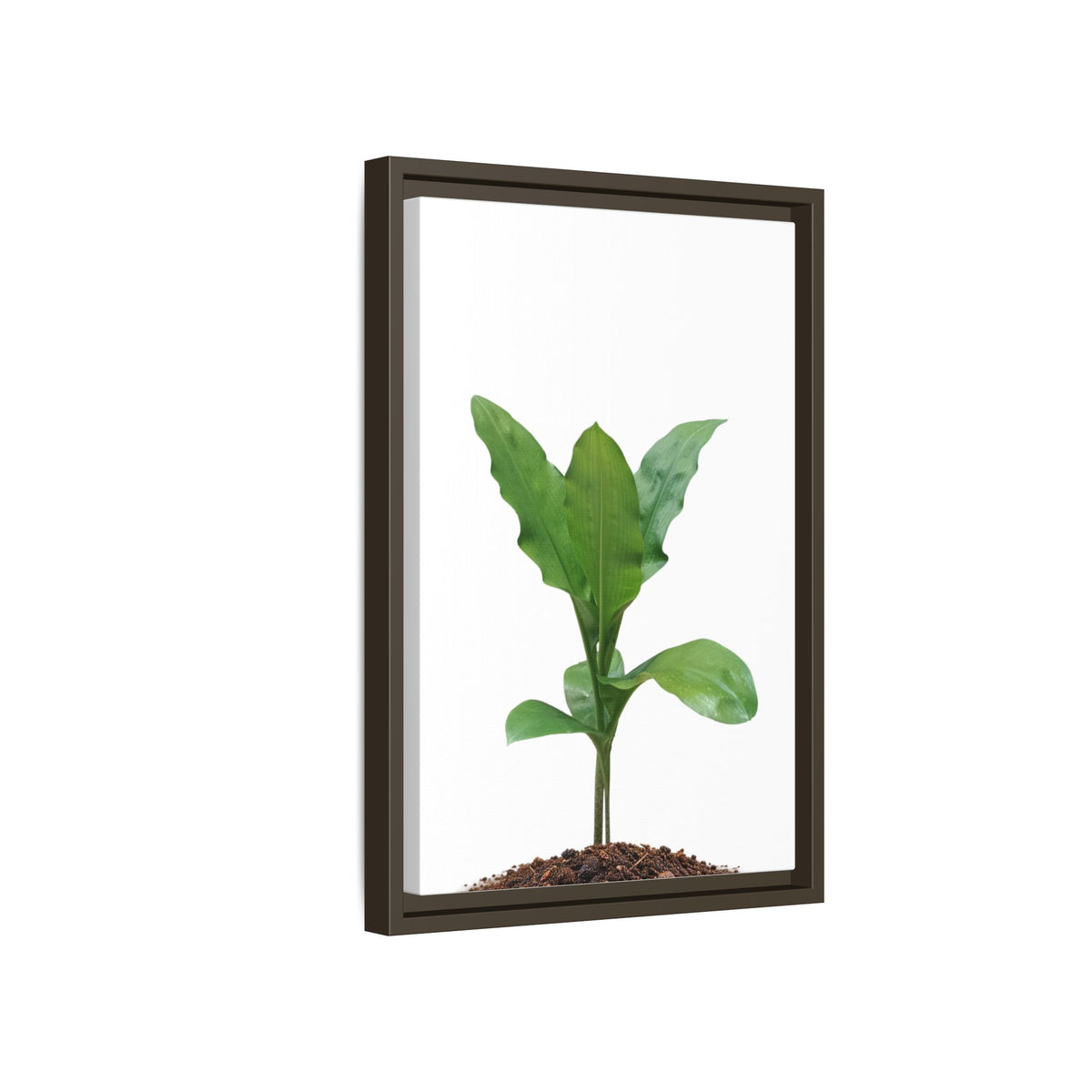 Blood Lily Plant Paintbrush Lily Plant Framed Canvas Wall Art