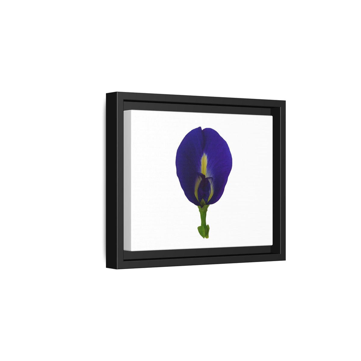 Original Butterfly Pea Flower Framed Canvas Wall Art