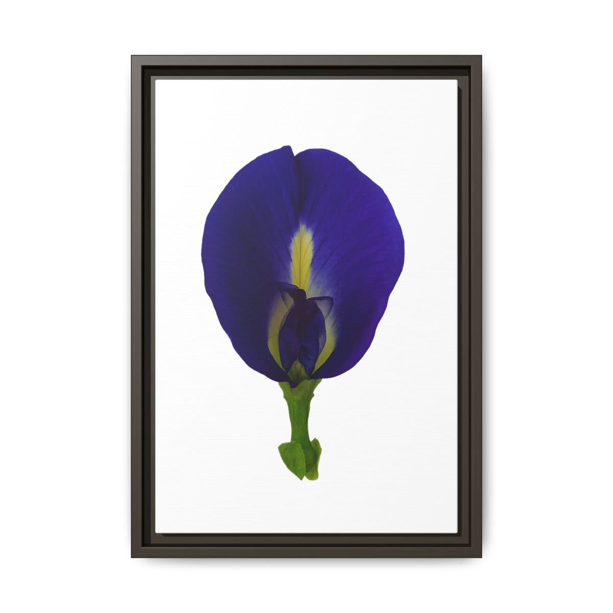 Original Butterfly Pea Flower Framed Canvas Wall Art