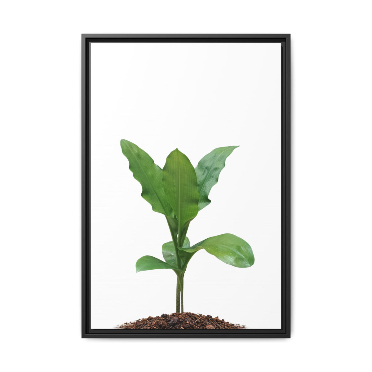 Blood Lily Plant Paintbrush Lily Plant Framed Canvas Wall Art