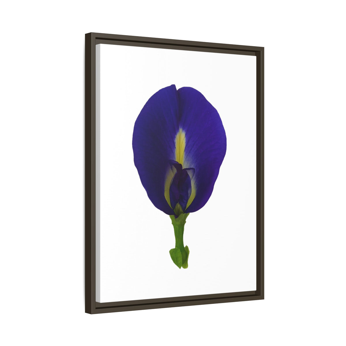 Original Butterfly Pea Flower Framed Canvas Wall Art