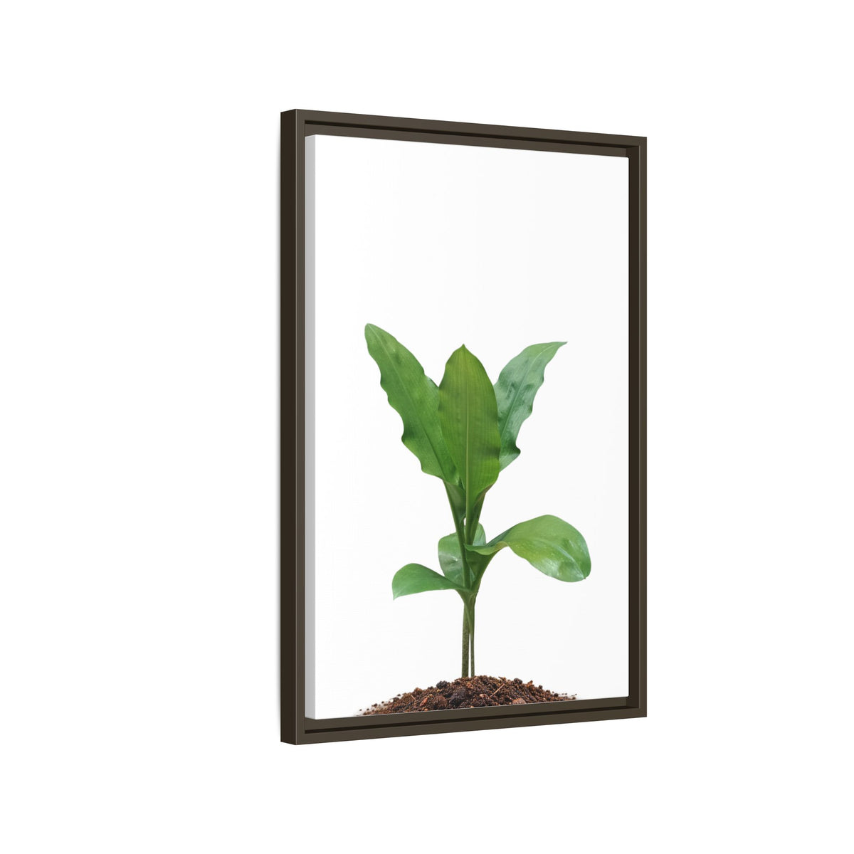 Blood Lily Plant Paintbrush Lily Plant Framed Canvas Wall Art