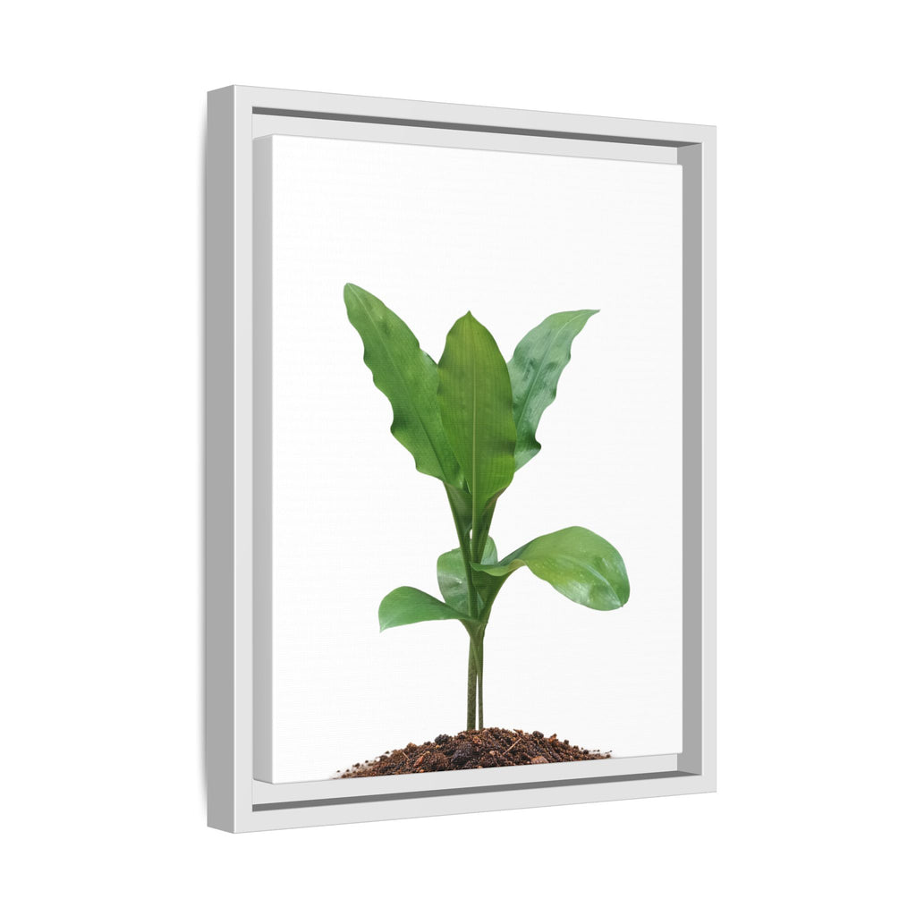 Blood Lily Plant Paintbrush Lily Plant Framed Canvas Wall Art