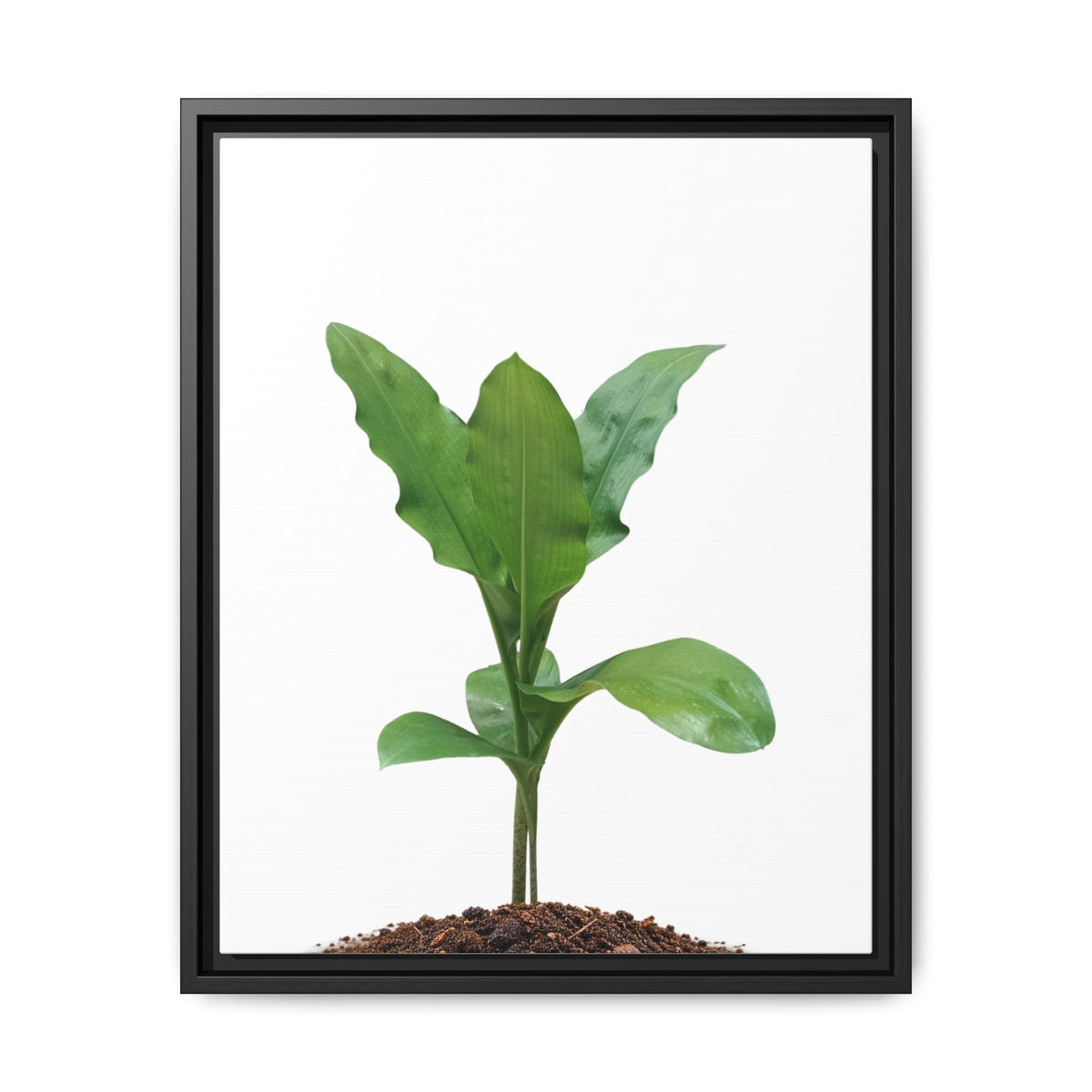 Blood Lily Plant Paintbrush Lily Plant Framed Canvas Wall Art