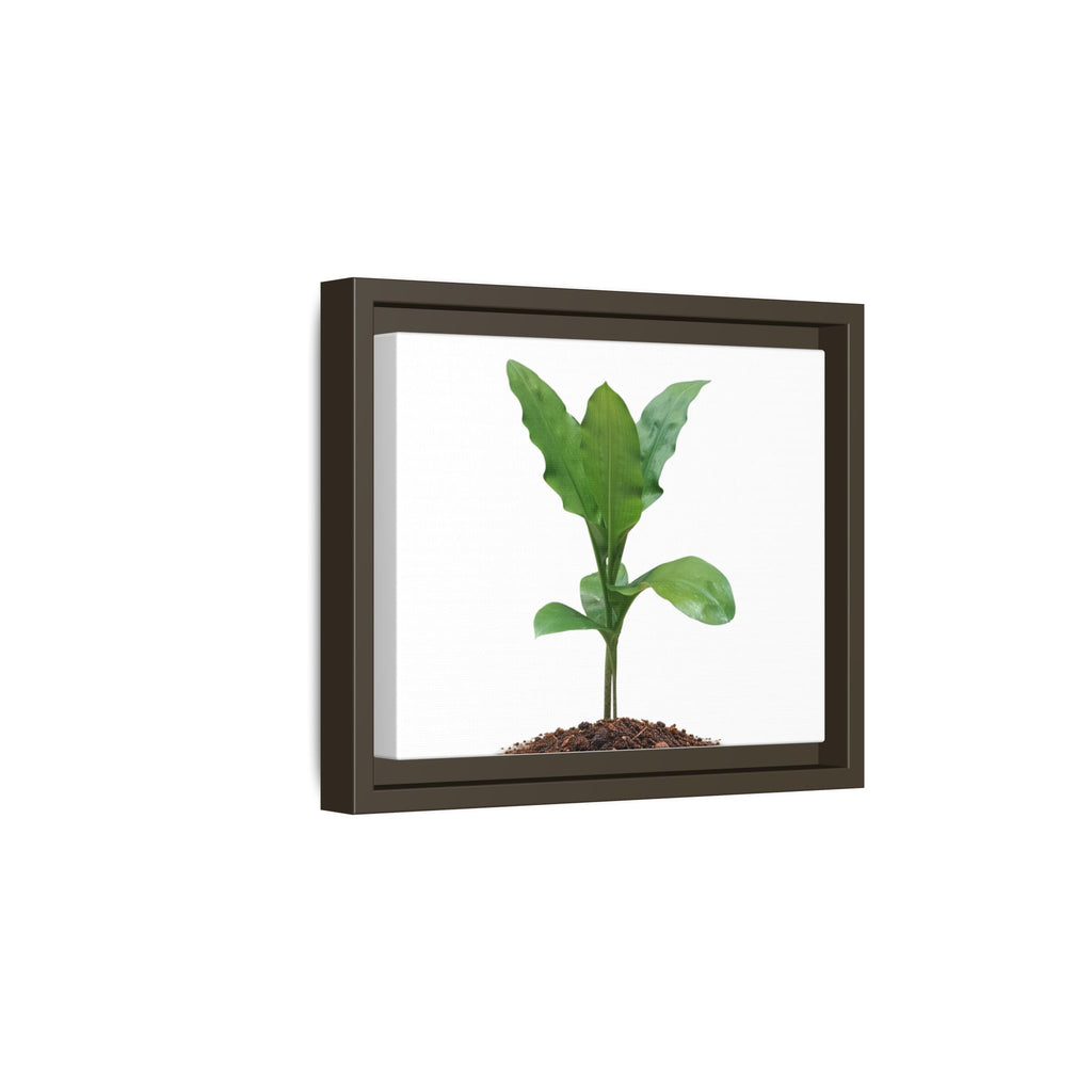 Blood Lily Plant Paintbrush Lily Plant Framed Canvas Wall Art