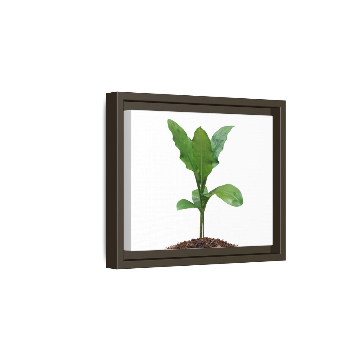 Blood Lily Plant Paintbrush Lily Plant Framed Canvas Wall Art