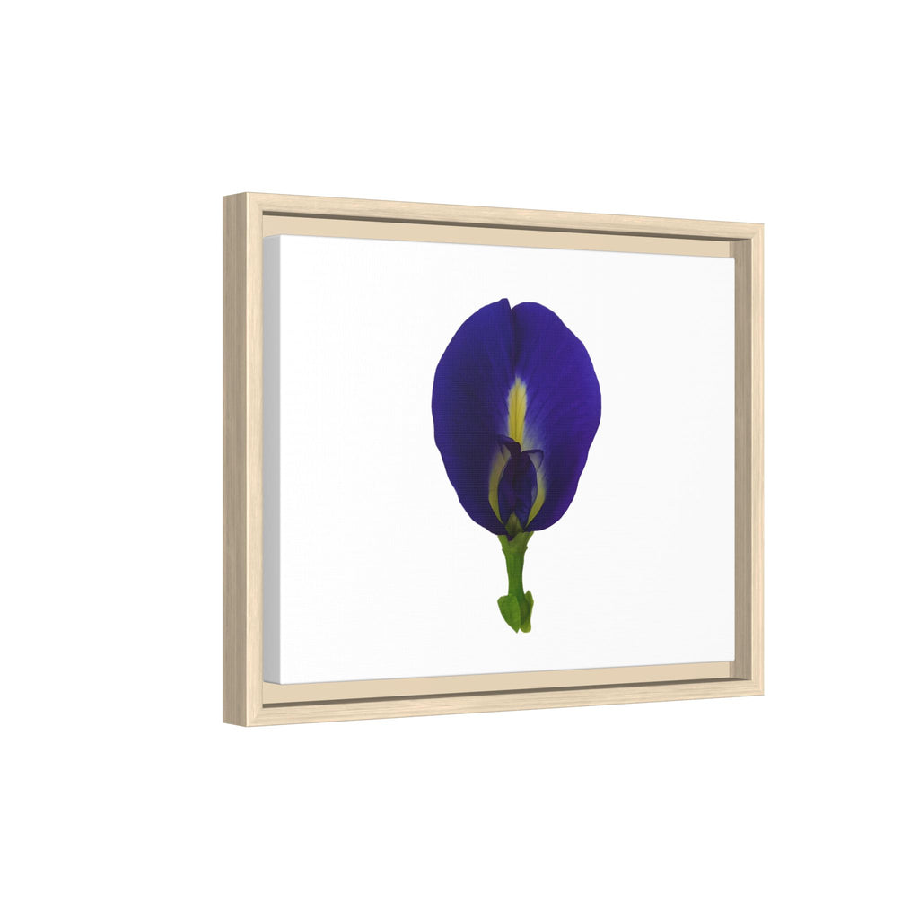 Original Butterfly Pea Flower Framed Canvas Wall Art