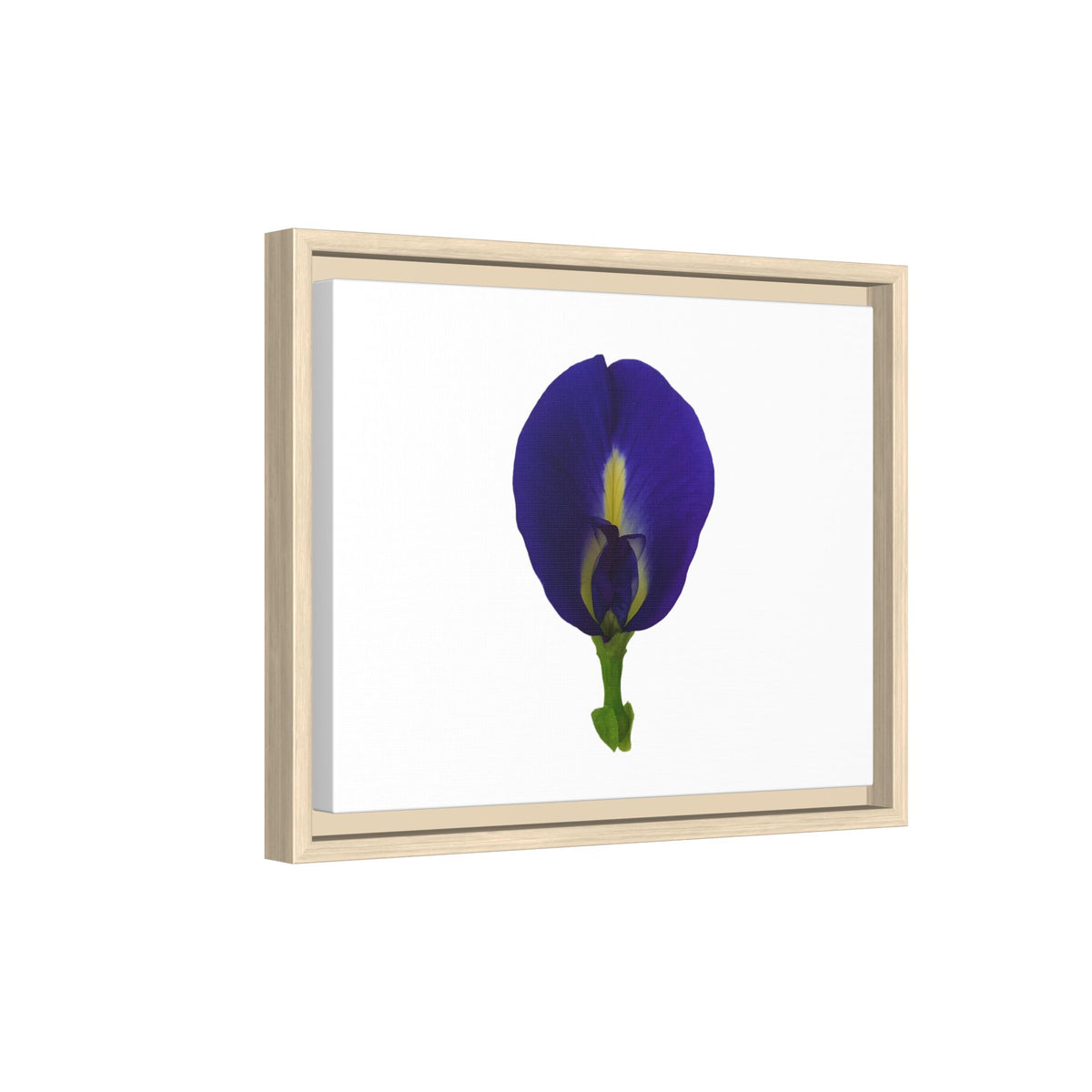Original Butterfly Pea Flower Framed Canvas Wall Art