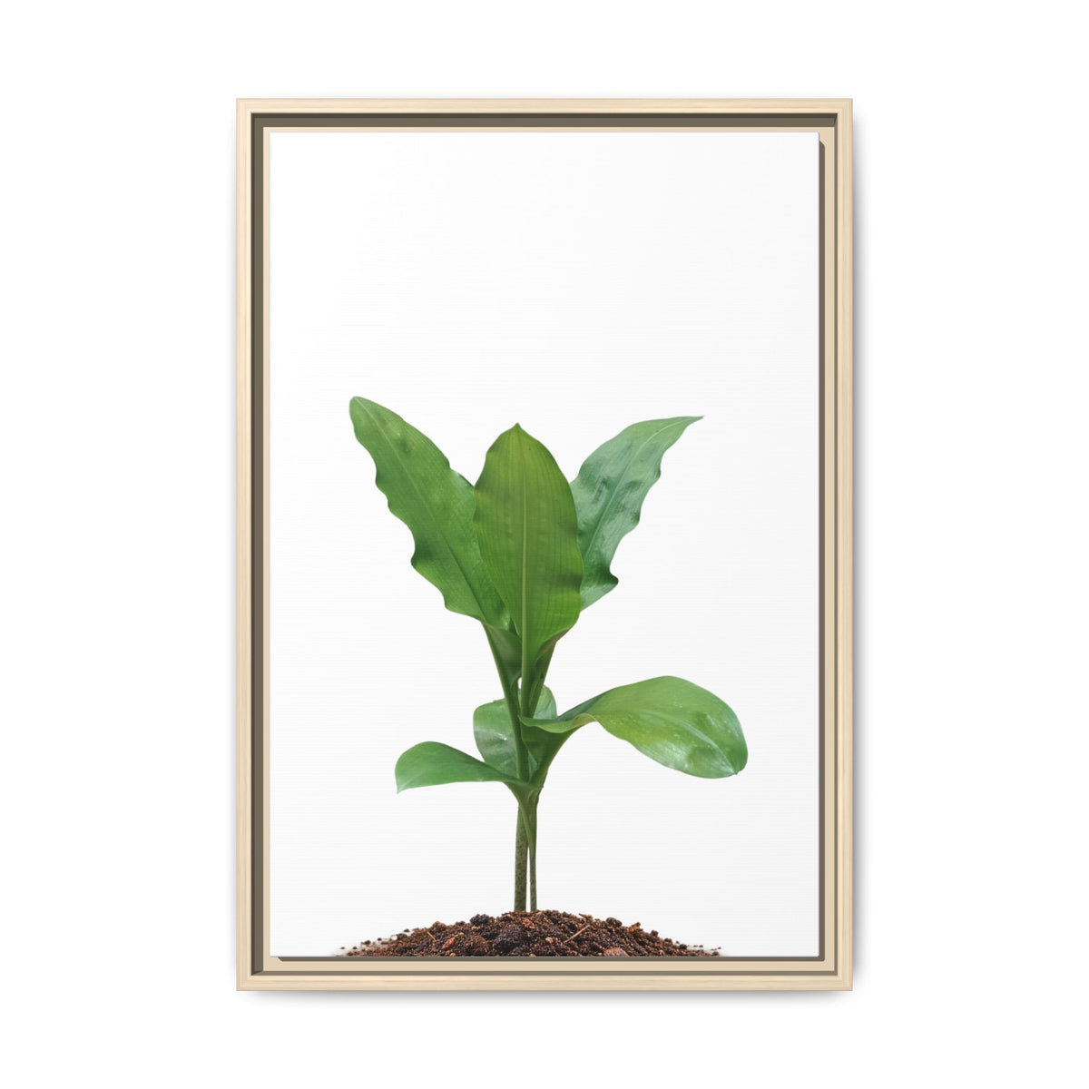 Blood Lily Plant Paintbrush Lily Plant Framed Canvas Wall Art