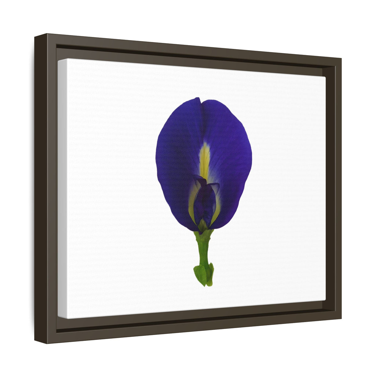 Original Butterfly Pea Flower Framed Canvas Wall Art