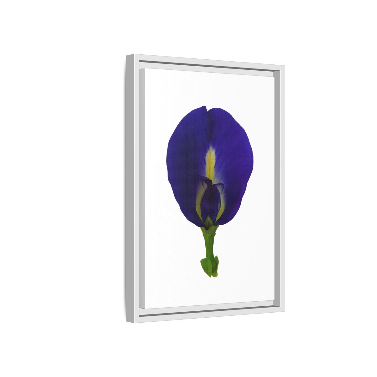 Original Butterfly Pea Flower Framed Canvas Wall Art