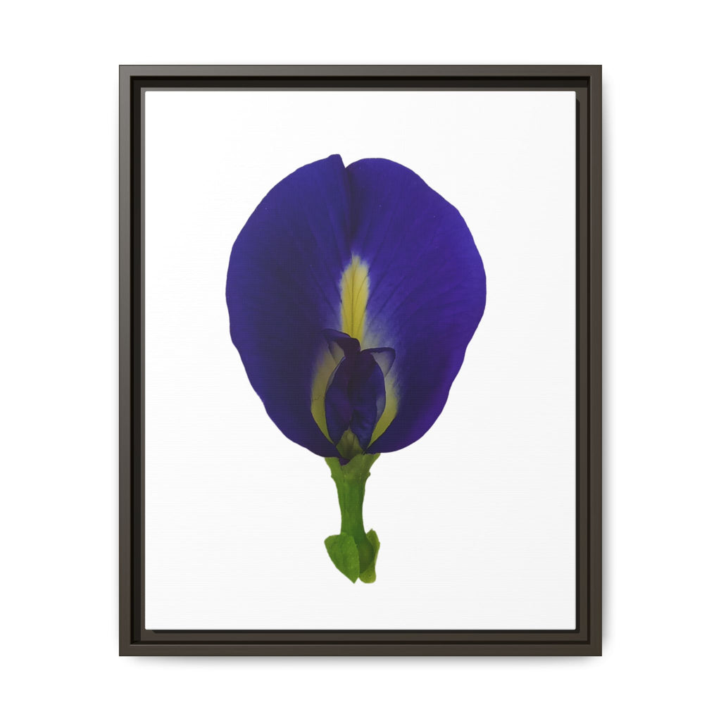 Original Butterfly Pea Flower Framed Canvas Wall Art