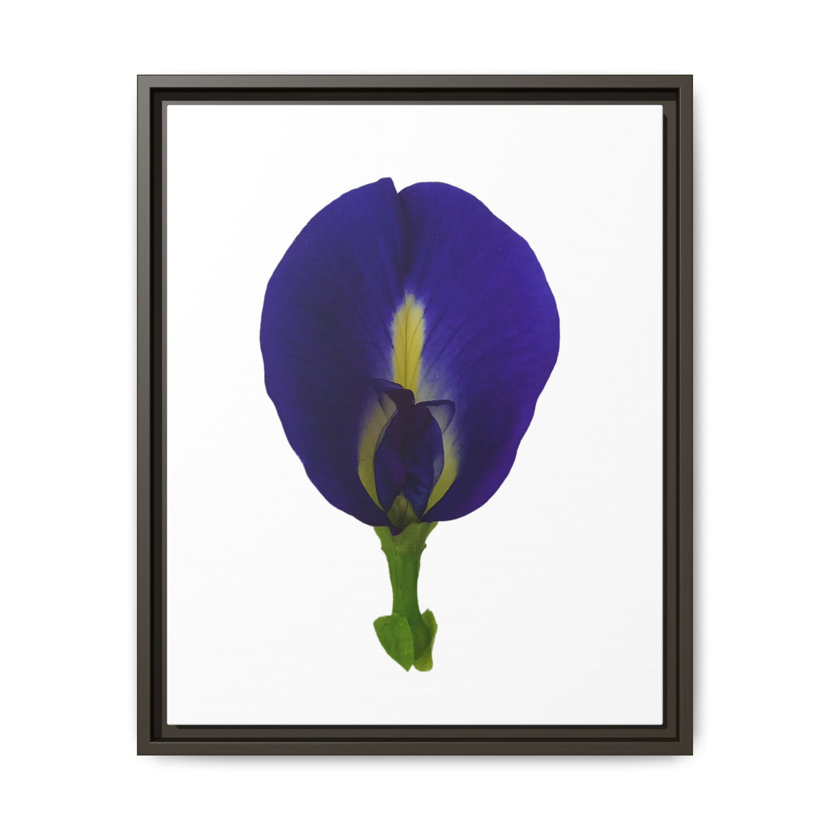 Original Butterfly Pea Flower Framed Canvas Wall Art
