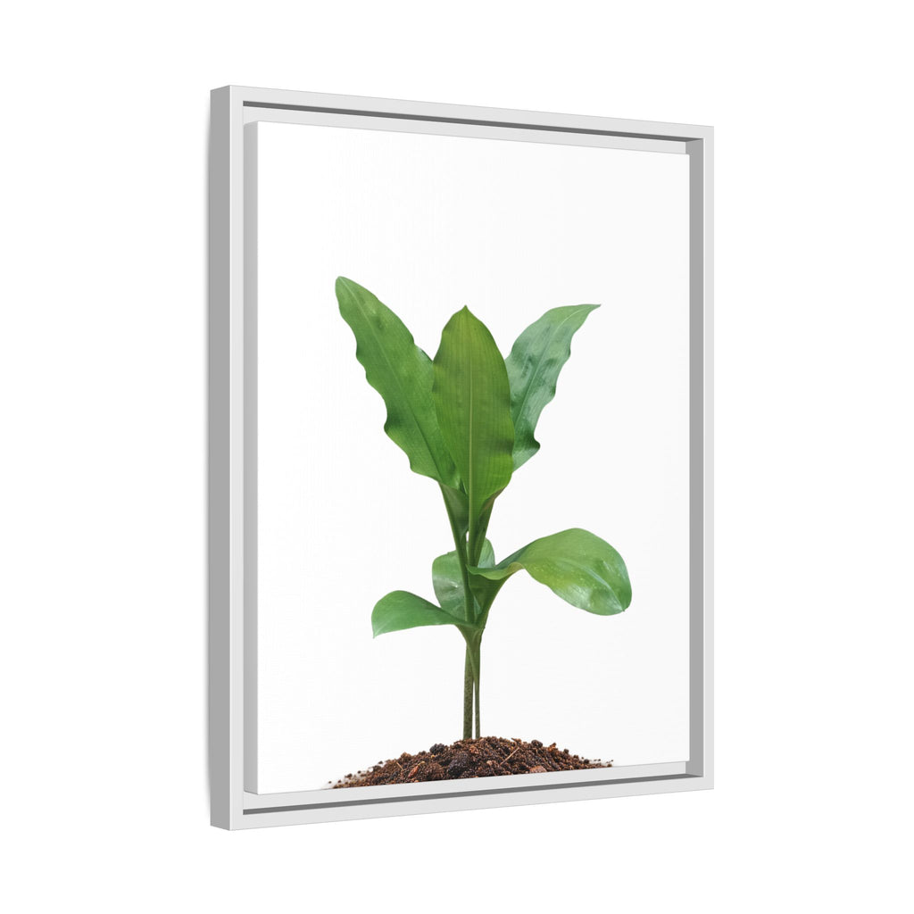 Blood Lily Plant Paintbrush Lily Plant Framed Canvas Wall Art