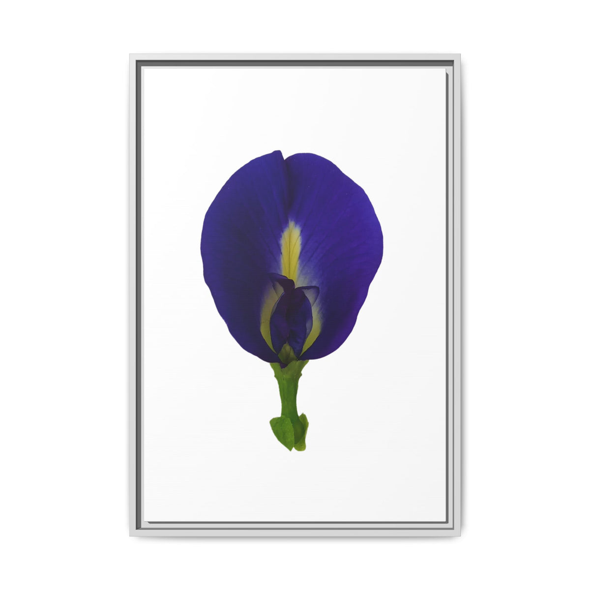 Original Butterfly Pea Flower Framed Canvas Wall Art